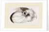 Head of Hawk Owl by Anonymous