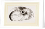 Head of Hawk Owl by Anonymous