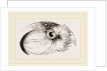 Head of Hawk Owl by Anonymous