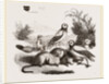 Burrowing Owls and Prairie-Dogs by Anonymous