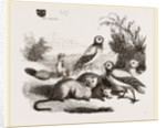Burrowing Owls and Prairie-Dogs by Anonymous