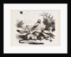 Burrowing Owls and Prairie-Dogs by Anonymous