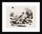 Burrowing Owls and Prairie-Dogs by Anonymous