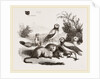 Burrowing Owls and Prairie-Dogs by Anonymous