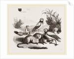 Burrowing Owls and Prairie-Dogs by Anonymous