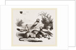 Burrowing Owls and Prairie-Dogs by Anonymous