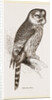 Ural Owl by Anonymous
