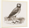 Burrowing Owl by Anonymous