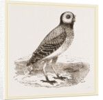 Burrowing Owl by Anonymous