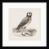 Burrowing Owl by Anonymous