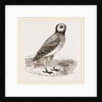 Burrowing Owl by Anonymous
