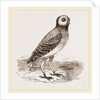 Burrowing Owl by Anonymous