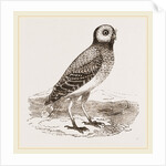 Burrowing Owl by Anonymous