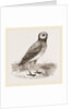 Burrowing Owl by Anonymous