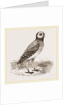 Burrowing Owl by Anonymous