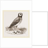 Burrowing Owl by Anonymous