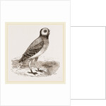 Burrowing Owl by Anonymous
