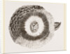 External ear of Owl by Anonymous
