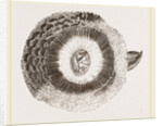 External ear of Owl by Anonymous