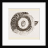 External ear of Owl by Anonymous