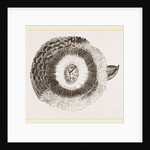 External ear of Owl by Anonymous