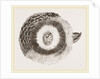 External ear of Owl by Anonymous