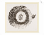 External ear of Owl by Anonymous