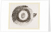External ear of Owl by Anonymous
