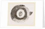 External ear of Owl by Anonymous