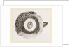 External ear of Owl by Anonymous