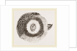 External ear of Owl by Anonymous