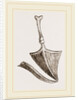 Drum of ear in Birds by Anonymous
