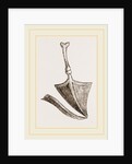 Drum of ear in Birds by Anonymous