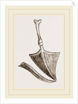 Drum of ear in Birds by Anonymous