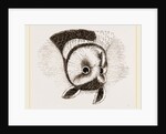 Horned Owl by Anonymous