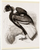 Condor by Anonymous