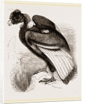 Condor by Anonymous
