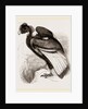 Condor by Anonymous