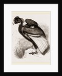 Condor by Anonymous