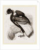 Condor by Anonymous