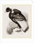 Condor by Anonymous