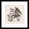 King Vulture by Anonymous