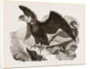 Condors by Anonymous