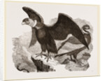 Condors by Anonymous