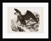 Condors by Anonymous