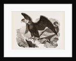 Condors by Anonymous