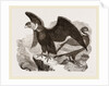 Condors by Anonymous