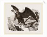 Condors by Anonymous