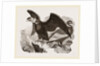Condors by Anonymous