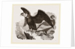 Condors by Anonymous